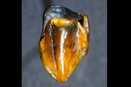 rolim-de-moura